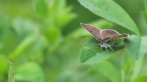 Small butterfly sitting on a leaf Stock Footage 38046873