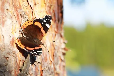 A small butterfly will sit on a tree in spring evening. Stock Photos