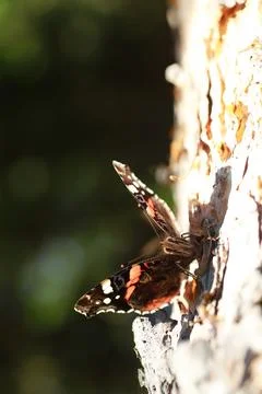 A small butterfly will sit on a tree in spring evening. Stock Photos