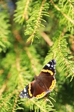 A small butterfly will sit on a tree in spring evening. Stock Photos