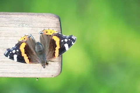 A small butterfly will sit on a tree in spring evening. Stock Photos