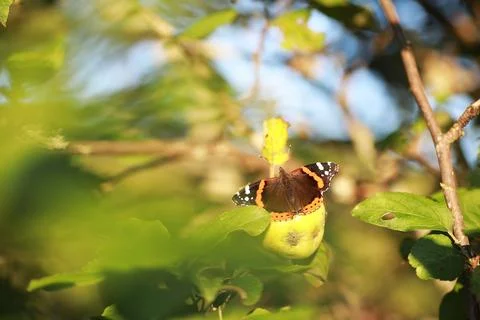 A small butterfly will sit on a tree in spring evening. Stock Photos
