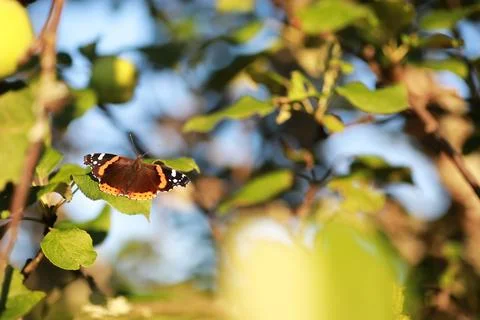 A small butterfly will sit on a tree in spring evening. Stock Photos