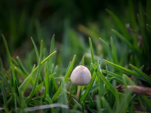Small button mushroom in between green grass Stock Photos
