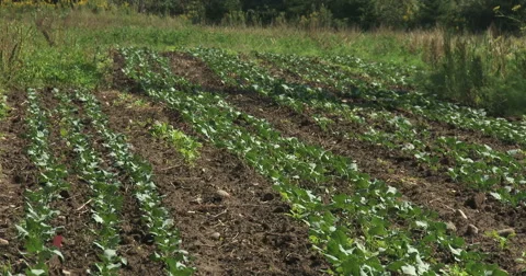 Small cabbage plants Stock Footage 41659736