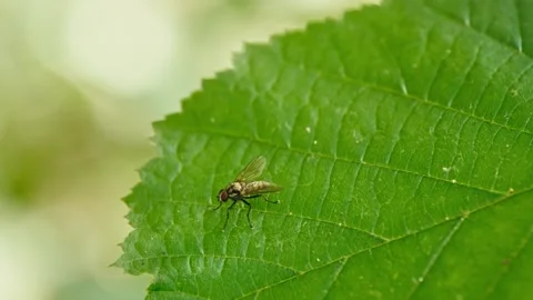 Small Cabbage Root Fly on Leaf in Wind – Macro Nature Close Up Stock Footage 336224615