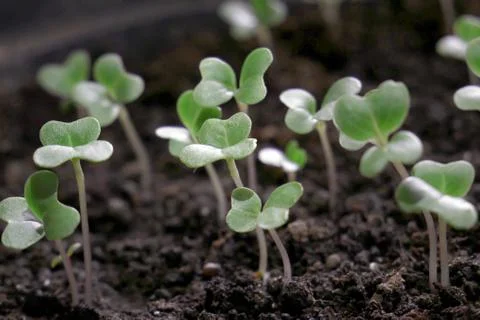 Small cabbage saplings Stock Photos