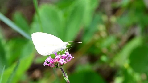 The small cabbage white butterfly on a thistle flower in summer in Germany Stock Footage 313479165