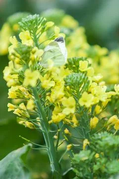 The Small Cabbage White pollinating on Cabbage flower. Stock Photos