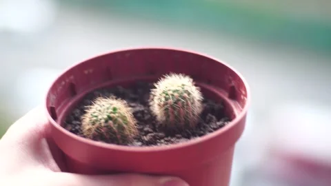 Small cacti and bokeh in the background Stock Footage 139689895