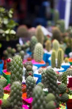 Small cacti collection Stock Photos