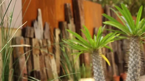 Small cacti in garden Stock Footage 51537595