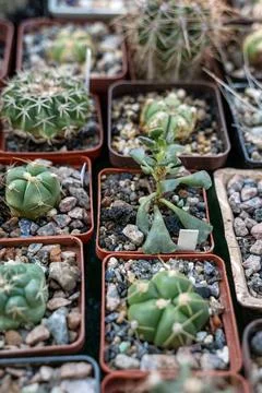 Small cacti in pots Stock Photos