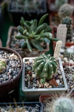 Small cacti in pots Stock Photos