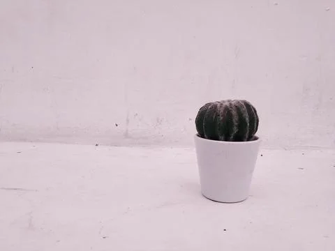 Small Cactus 2 Stock Photos