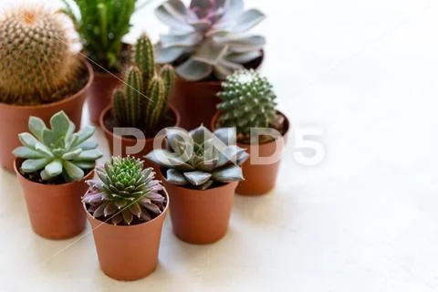 Small cactus and succulent Stock Photos