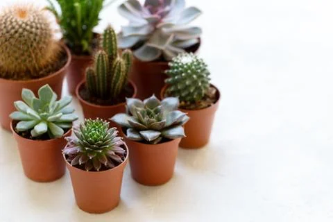 Small cactus and succulent Stock Photos