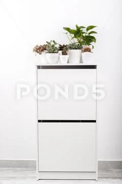 Small cactus and succulent Stock Photos