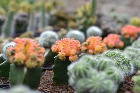 Small Cactus and succulent Stock Photos