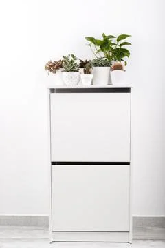 Small cactus and succulent Stock Photos