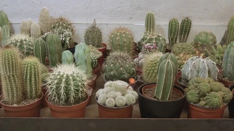 Small cactus and succulent plants in an exhibitor Stock Footage 81229923