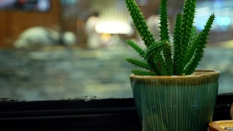 Small cactus and teapot on a table in a cafe by the window Stock Footage 100600949