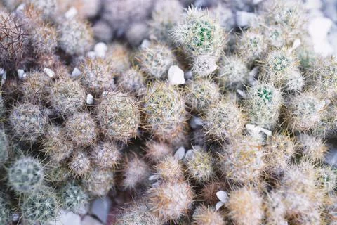 Small cactus background, top view closeup. Stock Photos