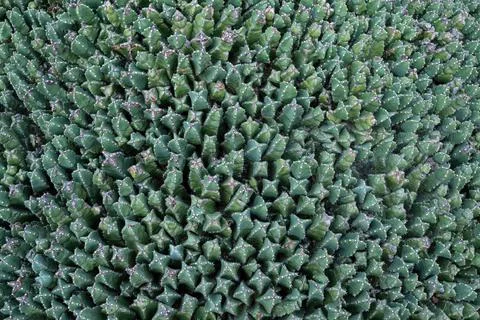 Small cactus background, top view Stock Photos