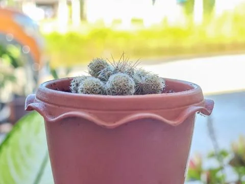 Small cactus  in brown plastic pots, outdoor backdrop, potted focus. Stock-Fotos