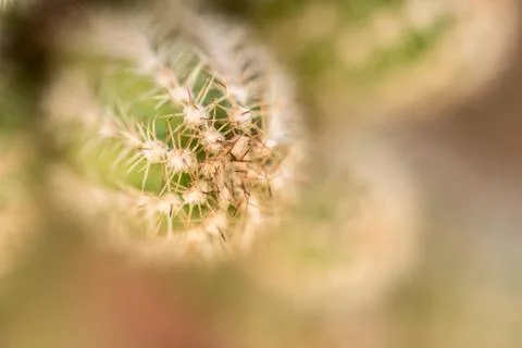 Small Cactus Close up Stock Photos