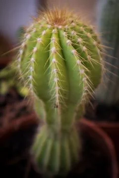 Small cactus, closeup. Stock Photos