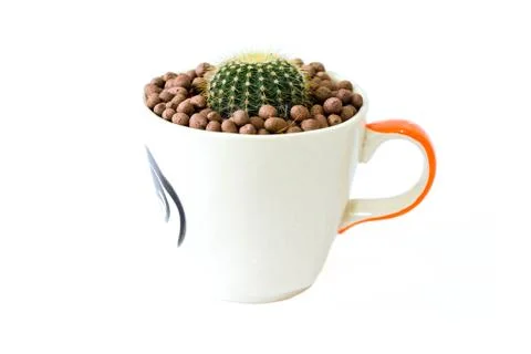 Small cactus in a cup of chicken pattern Stock Photos