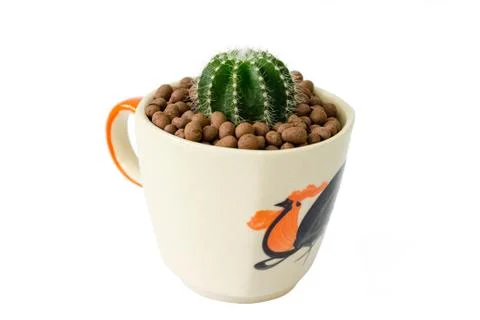 Small cactus in a cup of chicken pattern Stock Photos