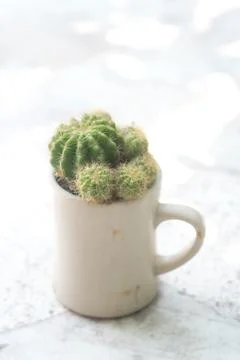 Small Cactus in the cup Stock Photos