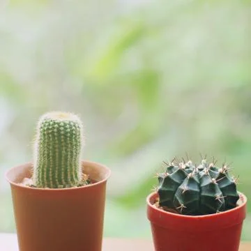 Small cactus for decorated with retro filter effect Stock Photos