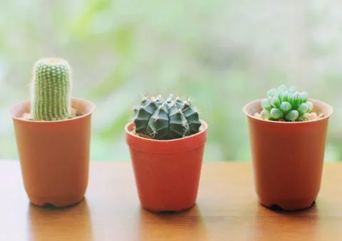 Small cactus for decorated with retro filter effect Stock-Fotos