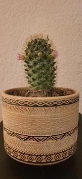 Small cactus in decorative boho pot on neutral background Foto stock