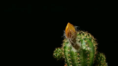 Small cactus in a flowerpot on back background Stock Footage 196058505