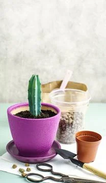 Small cactus has been moved into a new pot are on the table Stockfoto's
