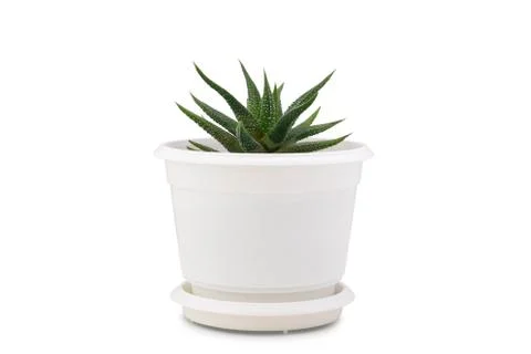 Small cactus isolated on white background. Succulents and aloe in colorful wh Stock Photos