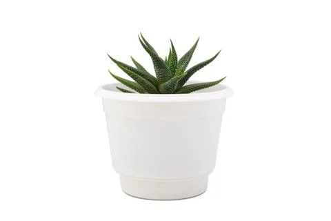 Small cactus isolated on white background. Succulents and aloe in colorful wh Stock Photos