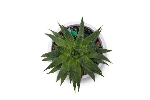Small cactus isolated on white background. Succulents and aloe in colorful wh Stock Photos