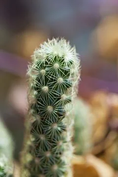 Small cactus macro Stock Photos