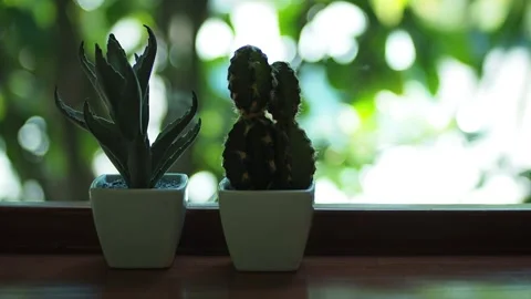 Small cactus near window Stock Footage 139187160