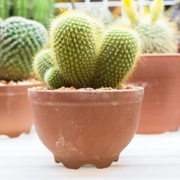 Small cactus Stock Photos