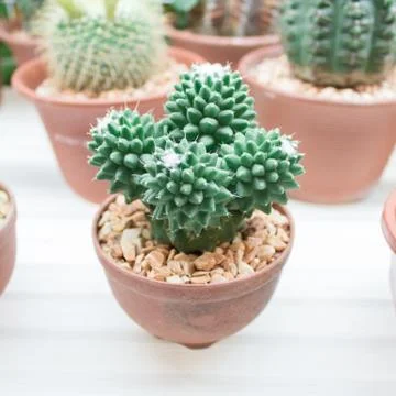 Small cactus Stock Photos