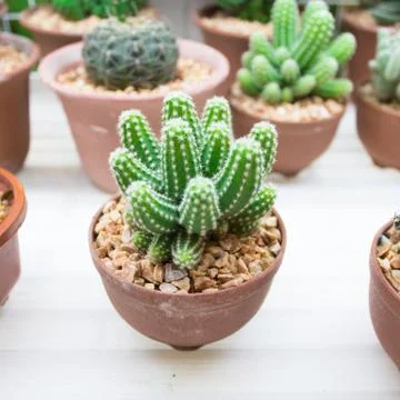 Small cactus Stock Photos