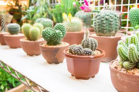 Small cactus Stock Photos