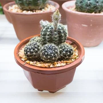 Small cactus Stock Photos