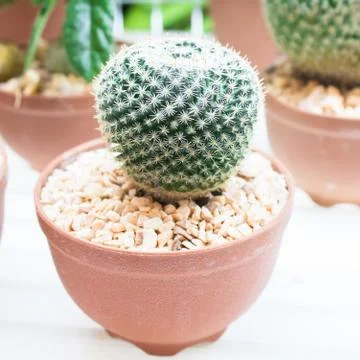 Small cactus Stock Photos